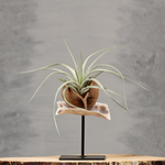 Plantdecoratie op standaard | Dining Deco