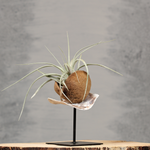 Luchtplantdecoratie op standaard | Dining Deco