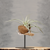 Plantdecoratie met luchtplant op standaard | Dining Deco