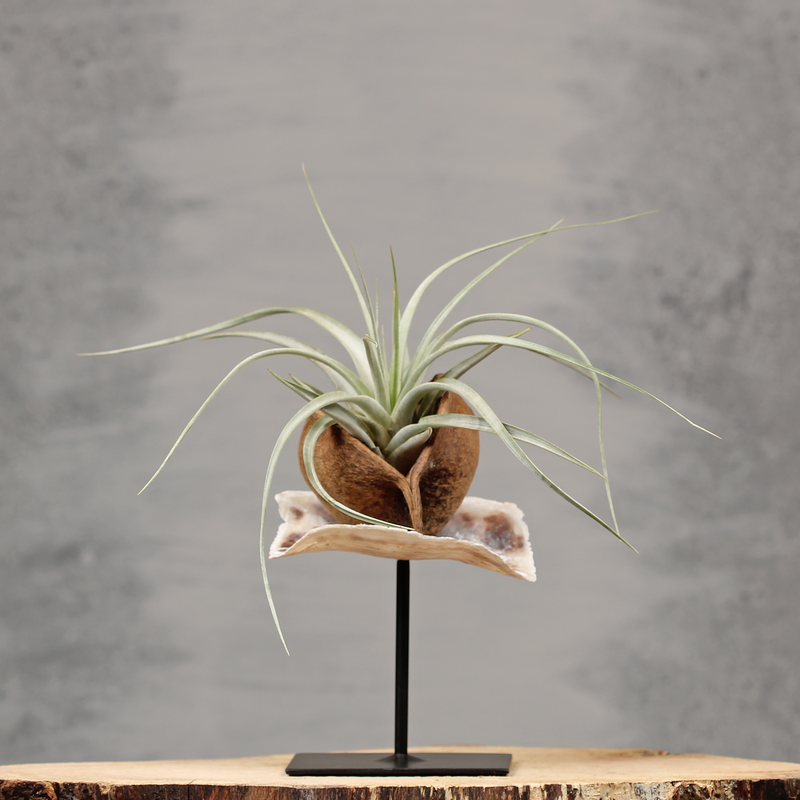 Plantdecoratie op standaard | Dining Deco