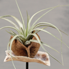 Unieke plantdecoratie op standaard | Dining Deco