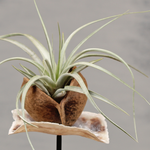 Unieke plantdecoratie op standaard | Dining Deco
