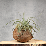 Luxe plant&pot decoratie | Orcosa