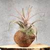 Tillandsia Decoratie de luxe | Orcosa