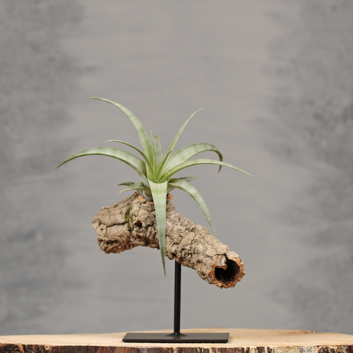 Unieke interieurdecoratie op standaard | Dining Deco