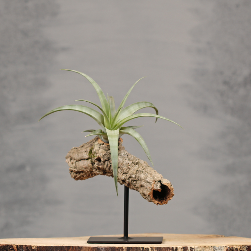 Unieke interieurdecoratie op standaard | Dining Deco