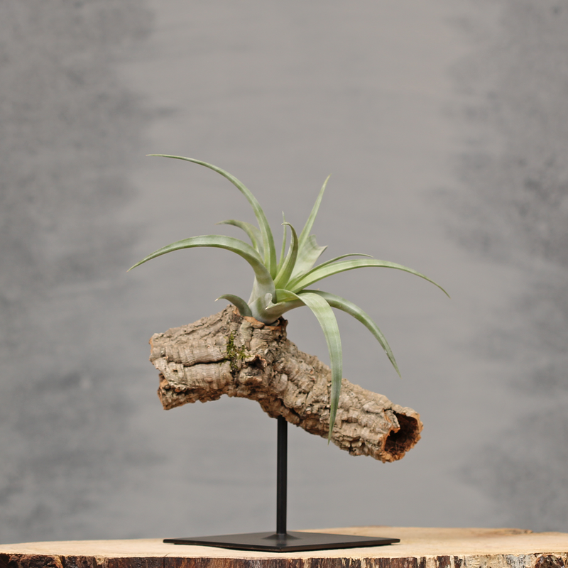 Sfeervolle interieurdecoratie op standaard | Dining Deco