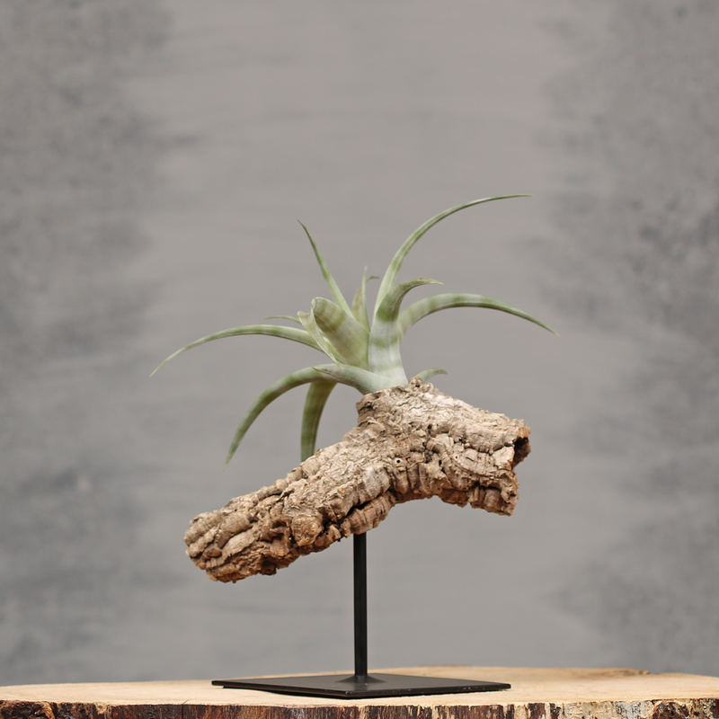 Unieke interieurdecoraties op standaard | Dining Deco