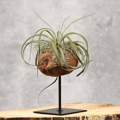 Plantdecoratie de Luxe | Orcosa