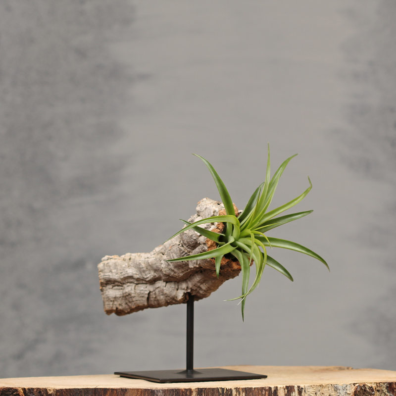 Natuurlijke interieurdecoratie op standaard | Dining Deco