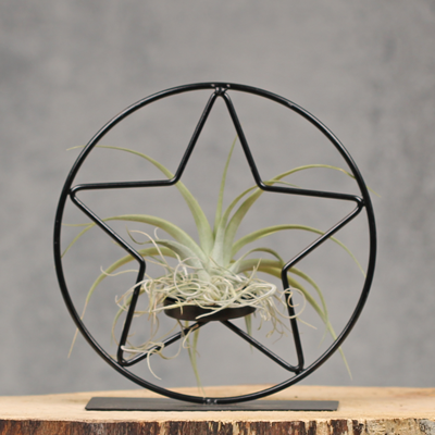 Metalen Kerst ster figuur met luchtplantje | Dining Deco