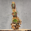 Tillandsia decoratie op drijfhout | Orcosa