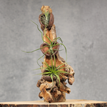 Tillandsia decoratie op drijfhout | Orcosa