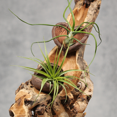 Interieur decoratie met Tillandsia | Orcosa