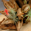 Penca Plantdecoratie met Tillandsia's | Orcosa