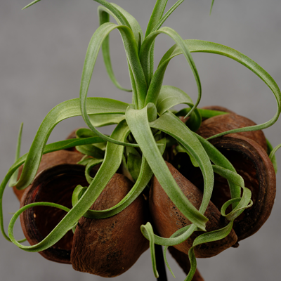 Tillandsia Decoratie | Orcosa