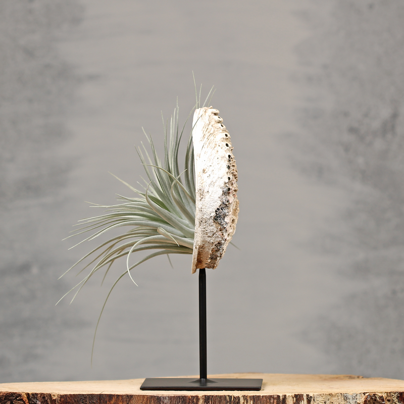 Decoratie met Abelone schelp | Dining Deco