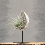 Abelone schelp op standaard met Tillandsia | Dining Deco