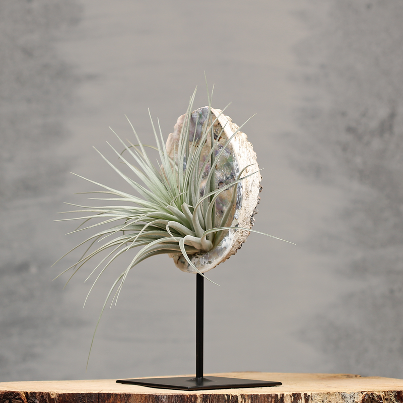 Abelone schelp op standaard met Tillandsia | Dining Deco