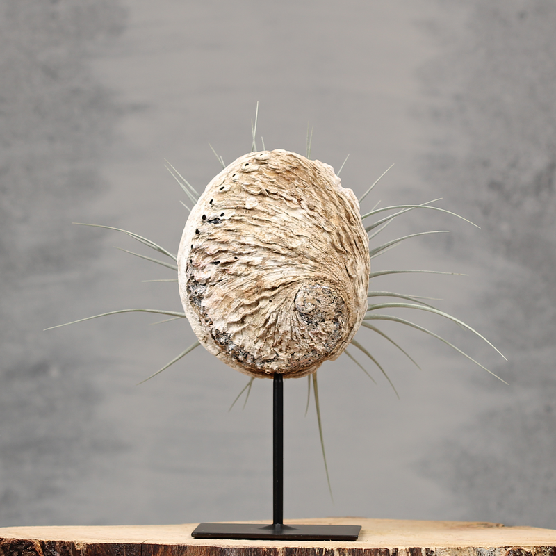 Interieur decoratie met Abelone schelp | Dining Deco