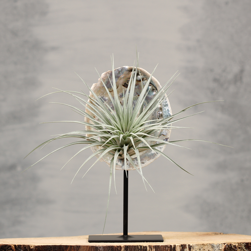 Decoratie op standaard met Abelone schelp | Dining Deco