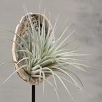 Prachtige interieur decoraties voor horecazaken | Dining Deco