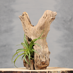 Unieke plantdecoratie met teakhout | Dining Deco