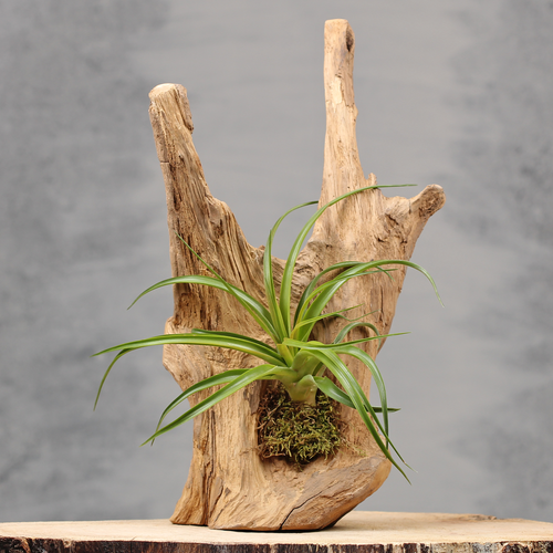 Sfeervolle decoratie met teakhout | Dining Deco