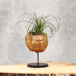 Natuurlijke plantdecoraties | Orcosa