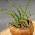 Natuurlijke plantdecoratie met Tillandsia | Orcosa