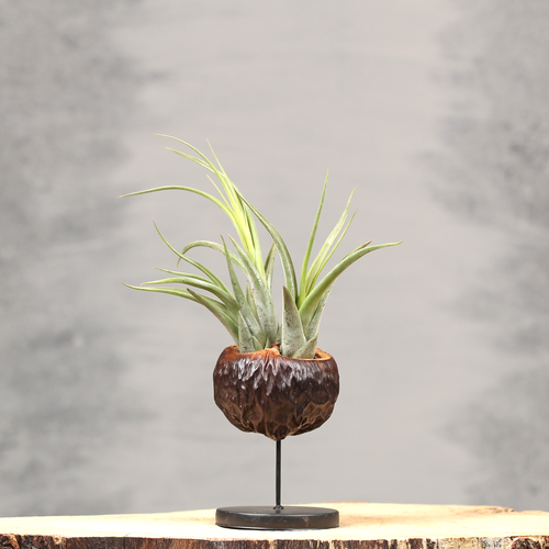 Natuurlijke decoraties met luchtplantjes | Orcosa